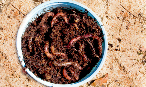 A white bowl filled with soil and several earthworms is placed on sandy ground. The scene conveys a natural, earthy ambiance, highlighting outdoor life.
