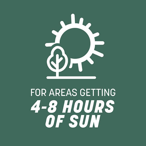 Pennington Kentucky 31 Tall Fescue Grass Seed