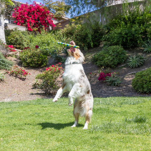 Petmate Chuckit! EcoFetch Recycled Rubber Fetch Stick Dog Toy